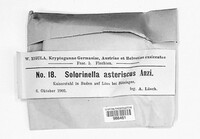 Image of Solorinella asteriscus